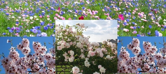 Prairie fleurie et jardin d'agrément, Place Archambault à Tours Nord