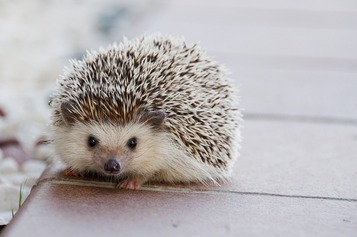 hedgehog-1215140_1280.jpg